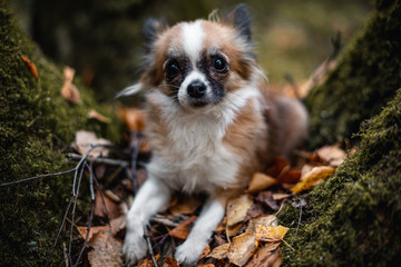 little scared chihuahua sitting in the forest on the grass with leaves