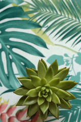 Obraz premium Minimalist banner or header with succulent plants on a white natural stone surface with lots of copy space for text. Top view, flat lay
