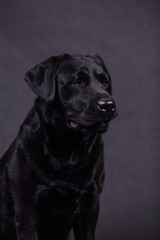 Portrait of a cute labrador in the studio.