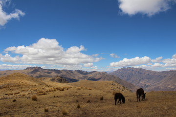 Fototapeta na wymiar Donkeys on an Andes mountaintop 