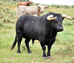 un fuerte toro español