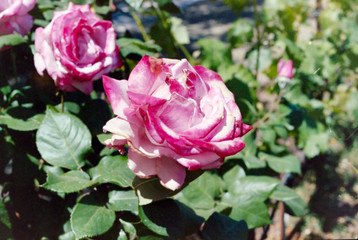 pink roses in garden