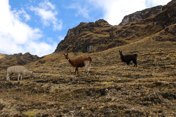 Llamas in the Andes