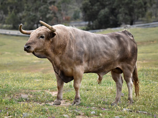 toro bravo español en el campo