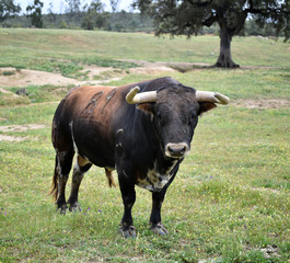 toro bravo espa&ntilde;ol en el campo
