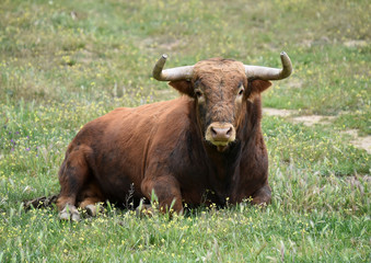 toro bravo español en el campo