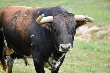 toro bravo español en el campo
