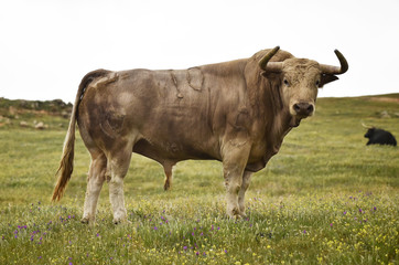 toro bravo español en el campo