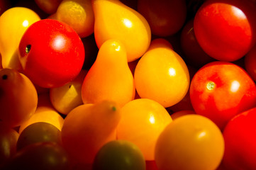 Close-up small red and yellow tomatoes. Background for vegetables and gardening.