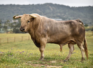 toro en el campo español