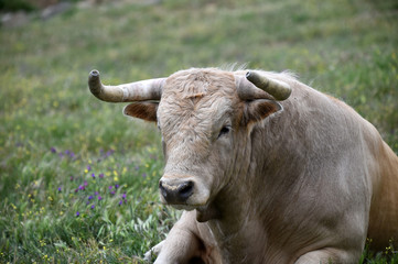 toro bravo español en el campo