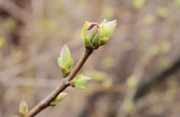 Blossoming buds on a lilac in early spring, macro photo with a blurred background.