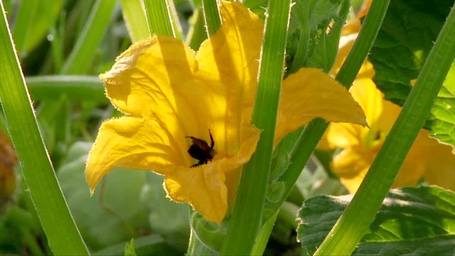 Bee pollinating squash flower - Static
