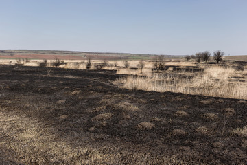 Fototapeta na wymiar Scorched reed field. Consequences of careless handling of fire.
