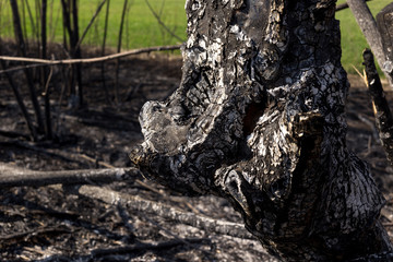 Scorched territory in the foreground and a green field in the background.
