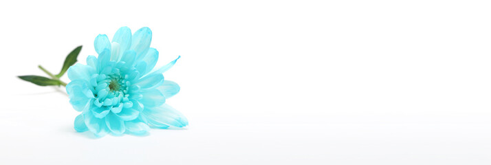 Blue (turquoise) chrysanthemum flower on white. Horizontal nature background.