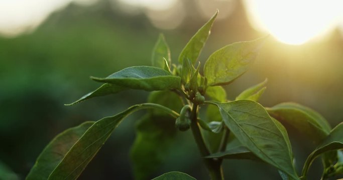 Pepper plant close up video, reen leaves, on golden sunset background.