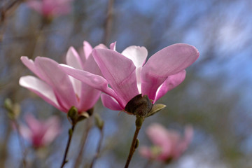 Obraz premium Pink Tulip Magnolia Tree Flowers Close Up