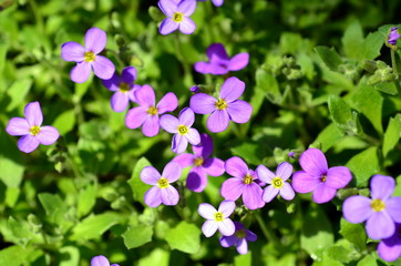 Blaukissen im Frühling