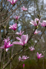 Tulip Magnolia Tree In Flower With Fragrant Pink Blossoms