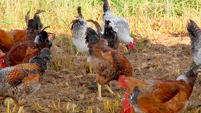 Chickens Scratching