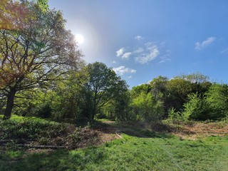 Obraz premium trees in the park