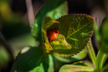 Ladybird in the park on the grass in the early morning. Close-up. Macro photography.