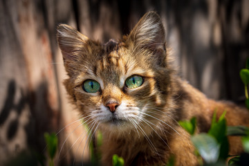 Obraz premium Portret of a red cat with green eyes in green grass. Animals.