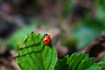 Ladybird in the park on the grass in the early morning. Close-up. Macro photography.