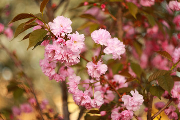 Branch of a blossoming sakura in the spring.