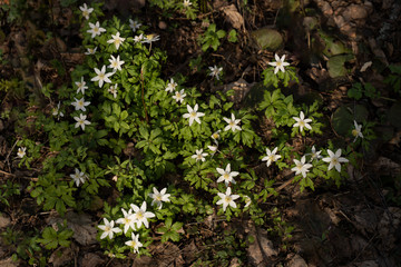 First spring white forest flowers