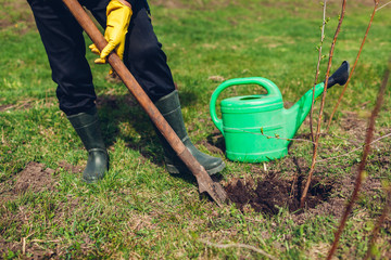 Gardener planting tree in spring garden using shovel. Farmer working outdoors. Environment and eco system