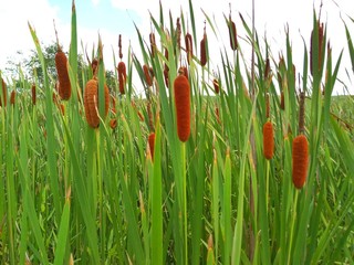 green grass in the wind