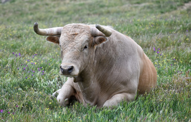 toro en el campo español