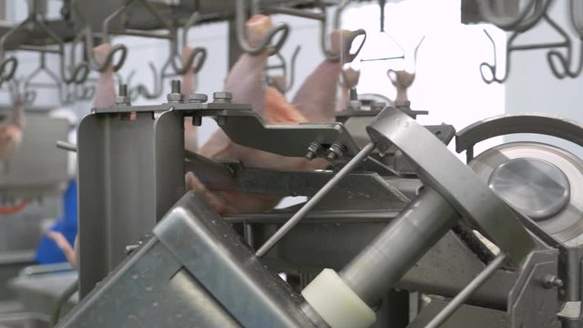 Chicken Meat Factory conveyor line