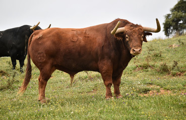 toro bravo español en el campo