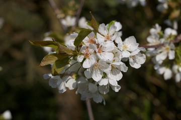 White cherry blossom in spring against soft green background