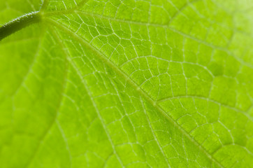 green leaf macro