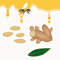 Honey dripping drops, a bee - chopped slices and ginger root - isolated on white background - vector. Products for the immune system. Health care.