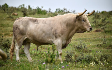 toro bravo español en el campo