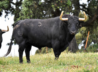 toro bravo espa&ntilde;ol en el campo