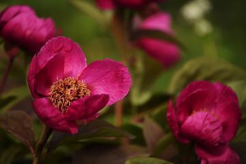Red peonies in the garden. Art photo