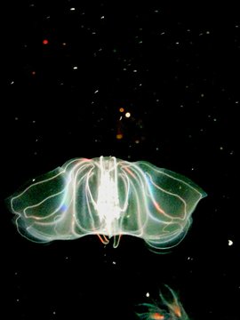 Close-up Of Warty Comb Jelly Swimming Undersea