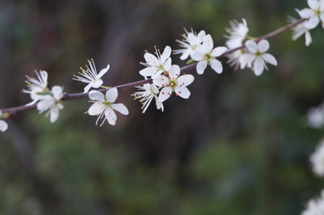 Blüten