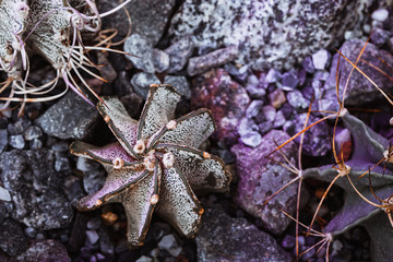 Top view of succulents in a tropical garden.