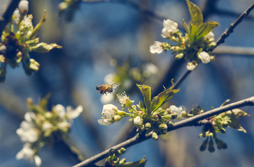 Bee flying to a white tree flower to collect pollen for honey