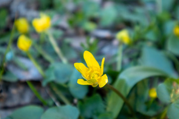 Forest flowers. Caltha palustris. Yellow flowers in the forest.