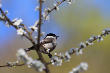 A small willow tit on the branches of a flowering tree, on a multi-colored blurred background