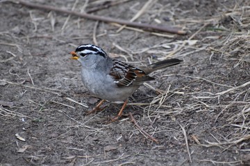 sparrow feeding