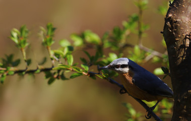 A nuthatch on a branch with young green leaves... Spring..